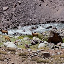 Guanacos on the river